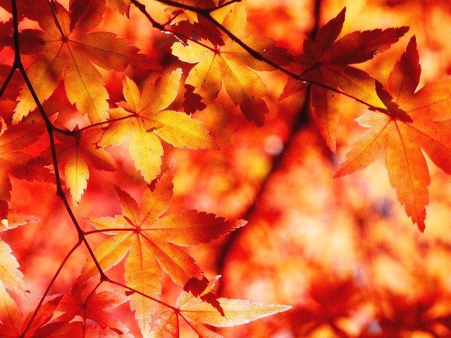 六義園の紅葉アクセスと混雑を避けられる時間帯は Let S下調べ